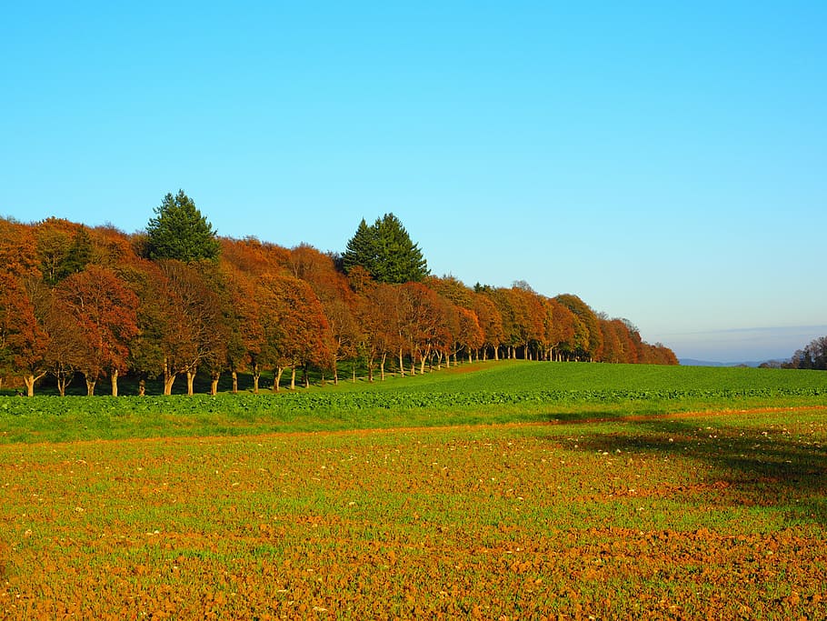 panorama photography of red and green trees under blue sky during daytime HD wallpaper