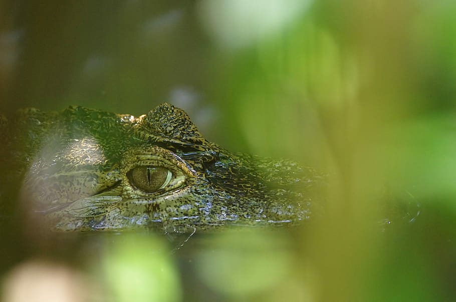 Crocodile, Guyana, green, one animal, animals in the wild, animal themes HD wallpaper