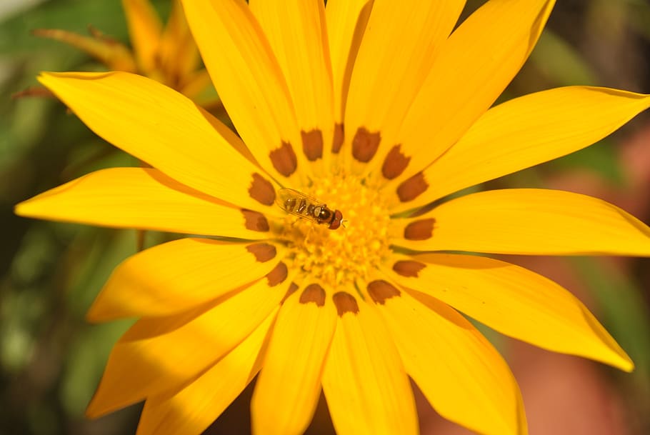 flower, yellow flower, bee, silver, macro, nature, plant, summer HD wallpaper