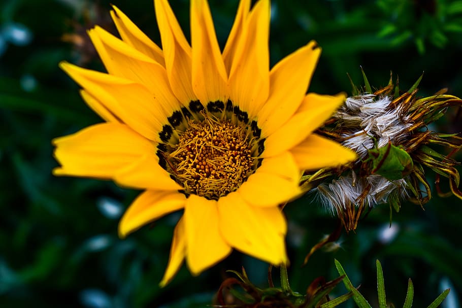 plant, nature, flower, summer, flowering plant, yellow, fragility HD wallpaper