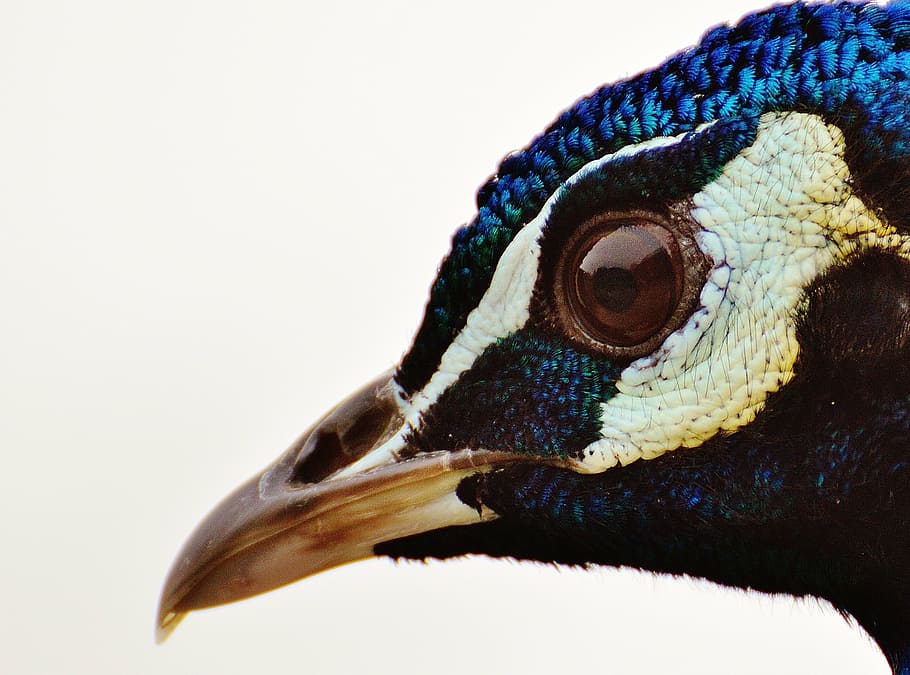 closeup photo of black and beige bird, peacock, poultry, feather HD wallpaper
