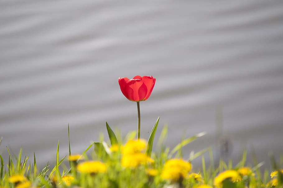 Tulip, Spring, Flower, Nature, Bol, red, waterfront, red flower HD wallpaper