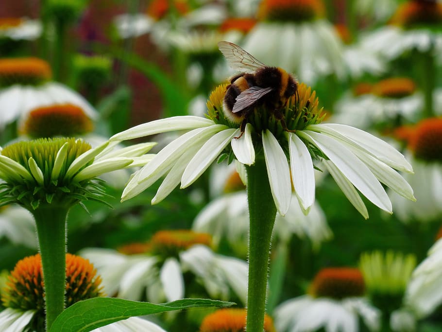 bee, pollination, flower, wing, nature, garden, blossom, plant HD wallpaper
