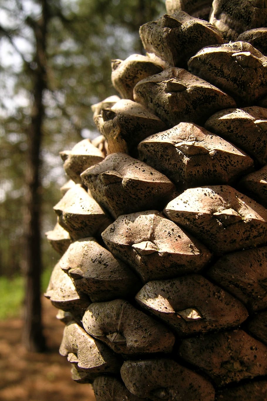 pinecone, autumn, forest, nature, tree, stack, day, close-up HD wallpaper