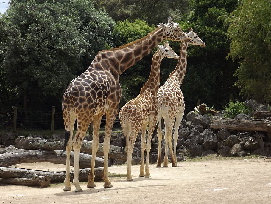 giraffe, pattern, colourful, zoo, wildlife, african, colorful HD wallpaper