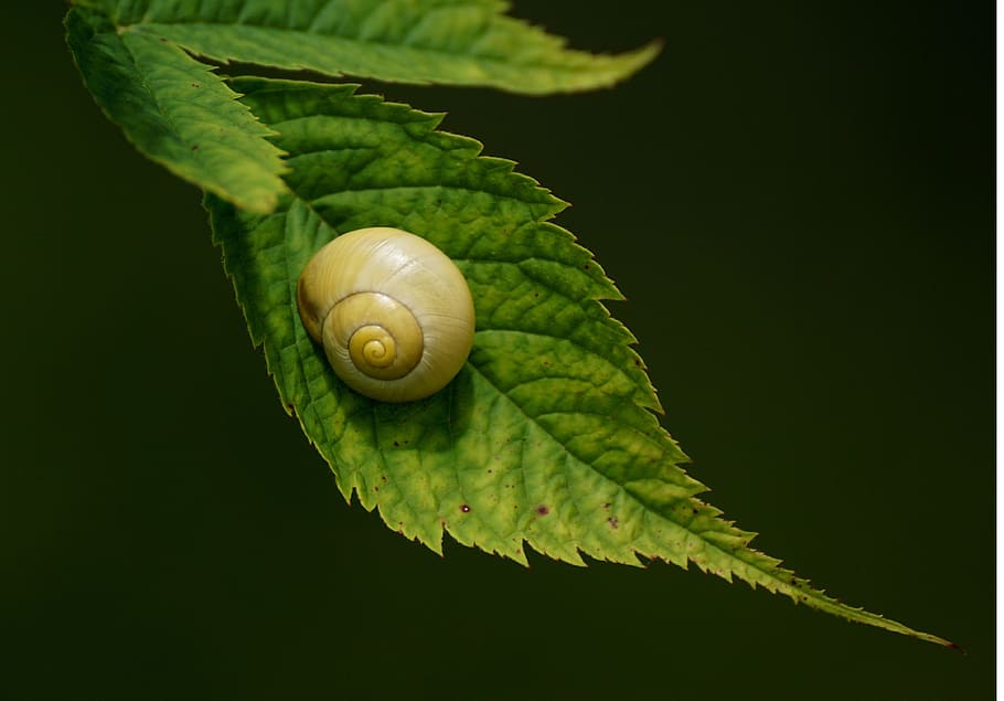 beige snail on green leaf, snails, reptiles, mollusk, shell HD wallpaper
