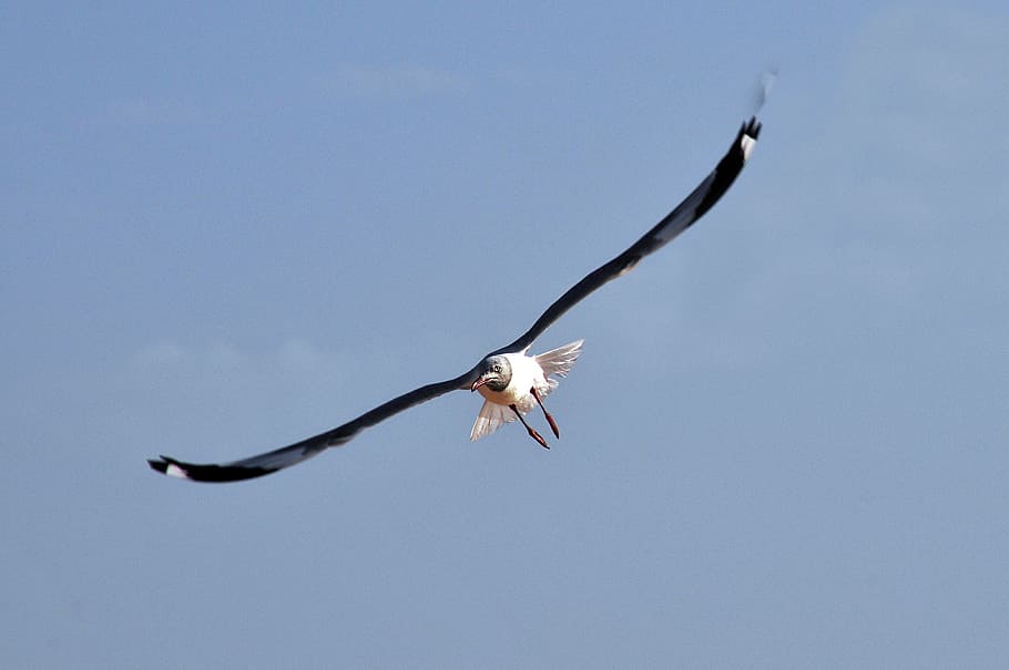 seagull, bird, flight, bird flight, sea ​​bird, brittany HD wallpaper