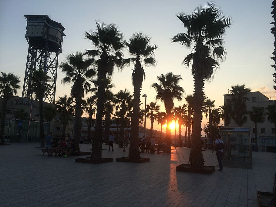 Palms, Sunset, Barcelona, palm tree, no people, silhouette HD wallpaper