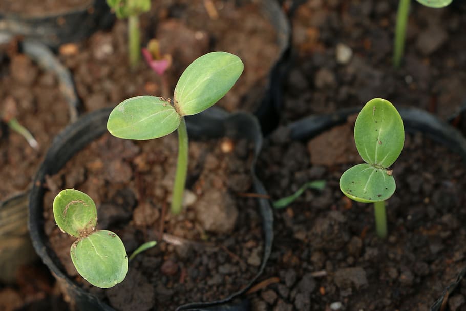 green leafed plant, Life, Germination, Soil, green color, growth HD wallpaper