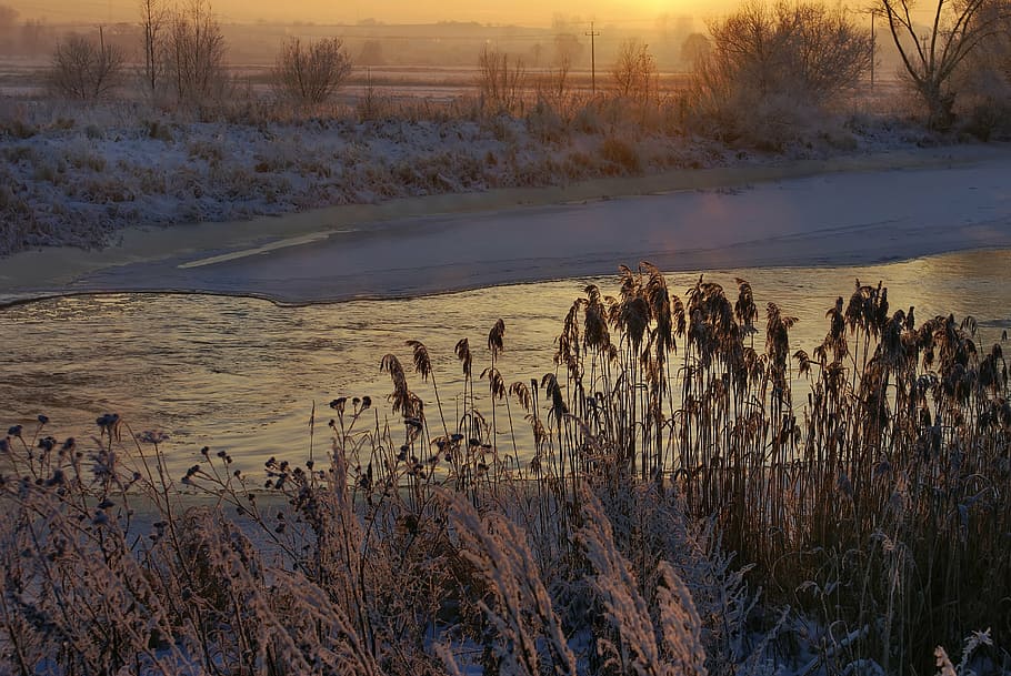 river, cane, winter, winter holidays, water, frost, frozen HD wallpaper