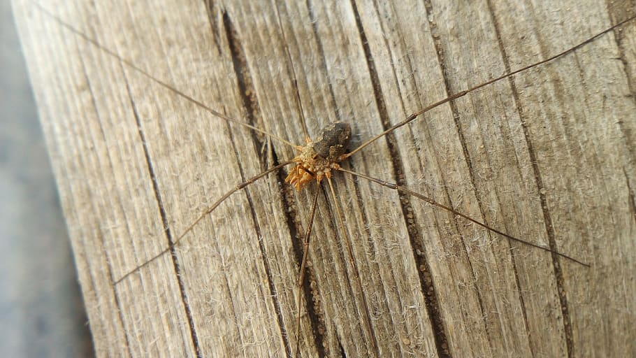 insect, arthropod, spider, wood - material, animal wildlife HD wallpaper