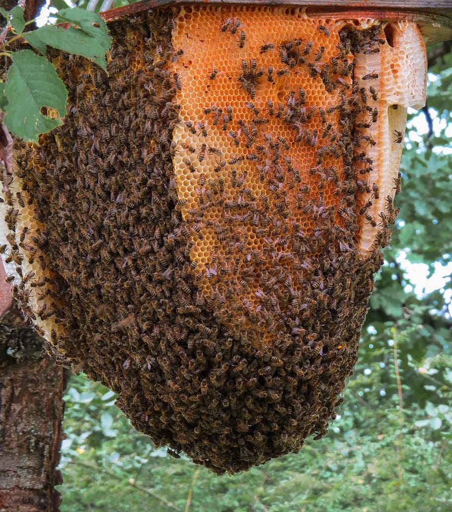 swarm of bee and bee hive on tree, animal, insect, beehive, honey