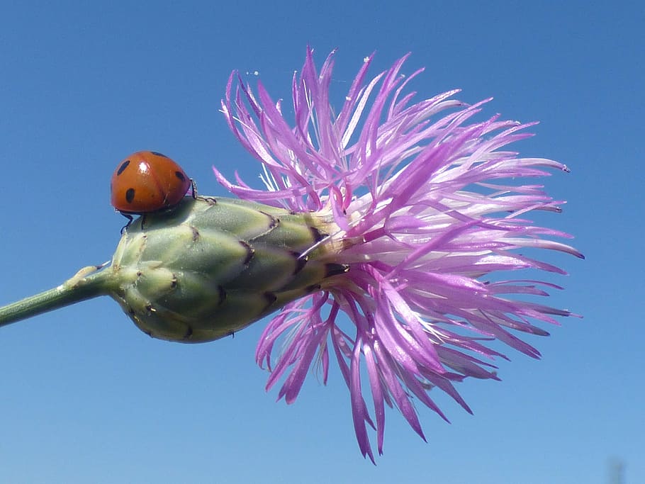 Flowers, Ladybug, Insects, Violet, bud, nature, one animal HD wallpaper