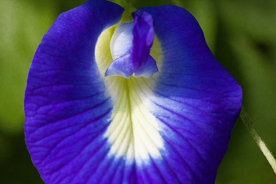 blue klitorie, blossom, bloom, clitoria ternatea, fabaceae, HD wallpaper