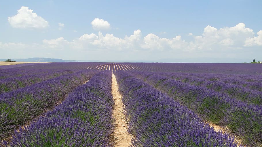 lavander flower field during daytime, lavende, flowers, lavender, HD wallpaper