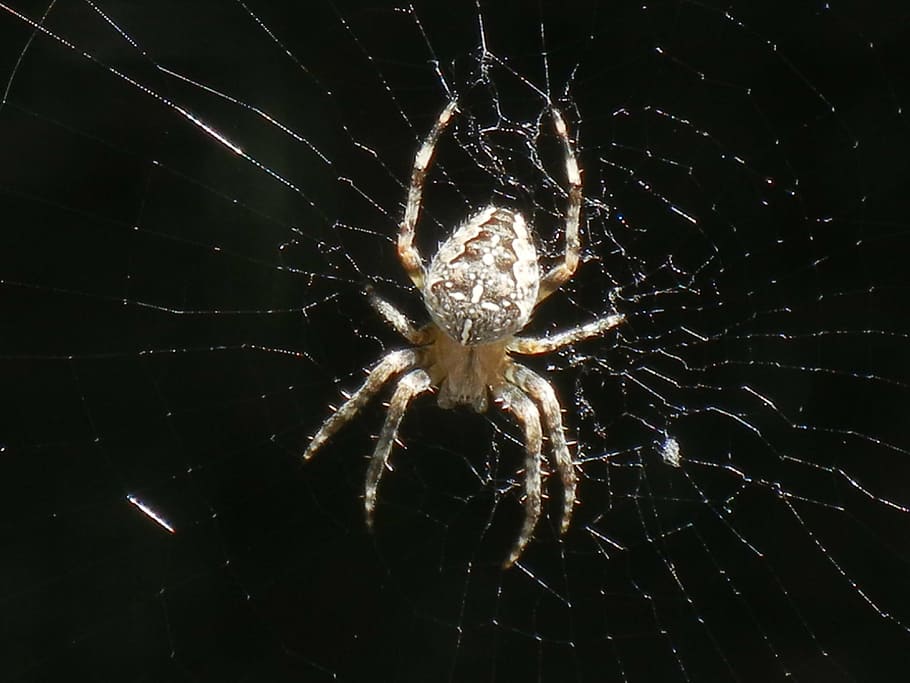 brown barn spider on spiderweb, cobweb, insect, nature, spider web HD wallpaper