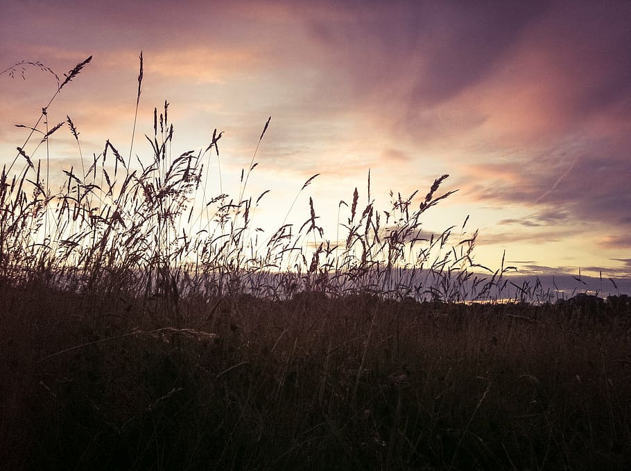 field, sunset, summer, silhouette, nature, grass, outdoors HD wallpaper