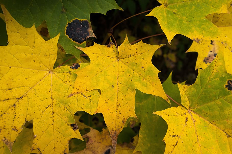 Maple, Autumn, Leaf, Yellow, Green, leaves, coloring, bright HD wallpaper