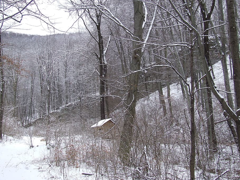 forest, winter, beech mountain, beech forest, trees, snow, silence HD wallpaper