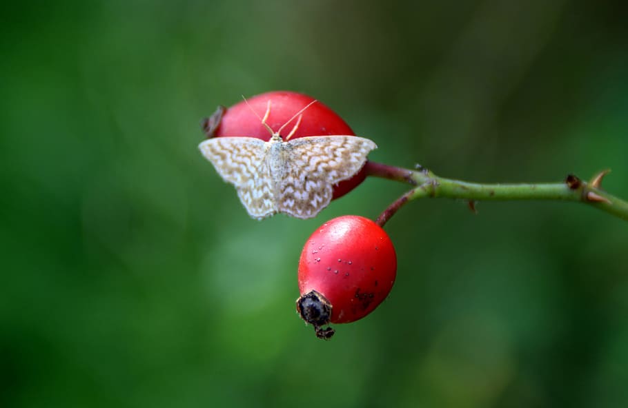 Butterfly, Moth, Hang, Maces, green, plant, nature, red, leaf HD wallpaper