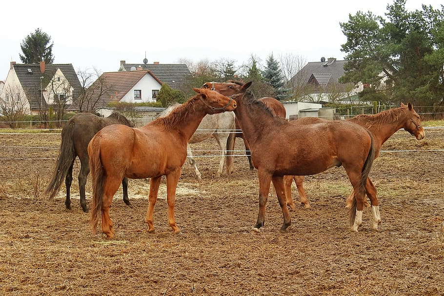 Horses, Pasture, Paddock, Coupling, Play, animals, mammals HD wallpaper