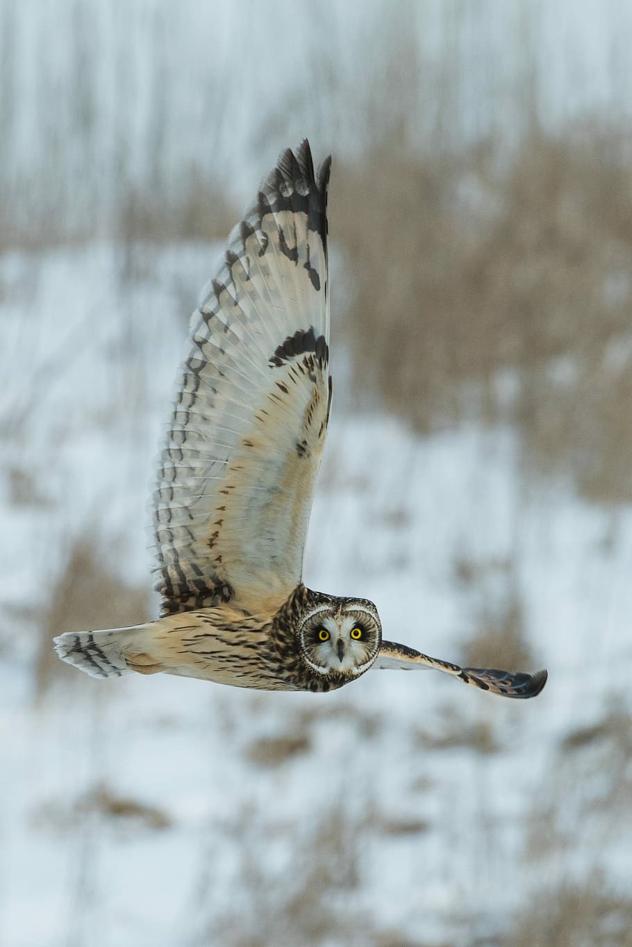 time lapse photography of owl flying, white and black owl flying, HD wallpaper