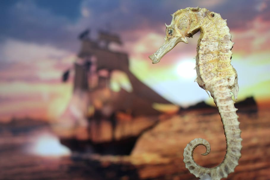 Hippocampus, Sea, Giant, Fish, the sea, no people, close-up HD wallpaper