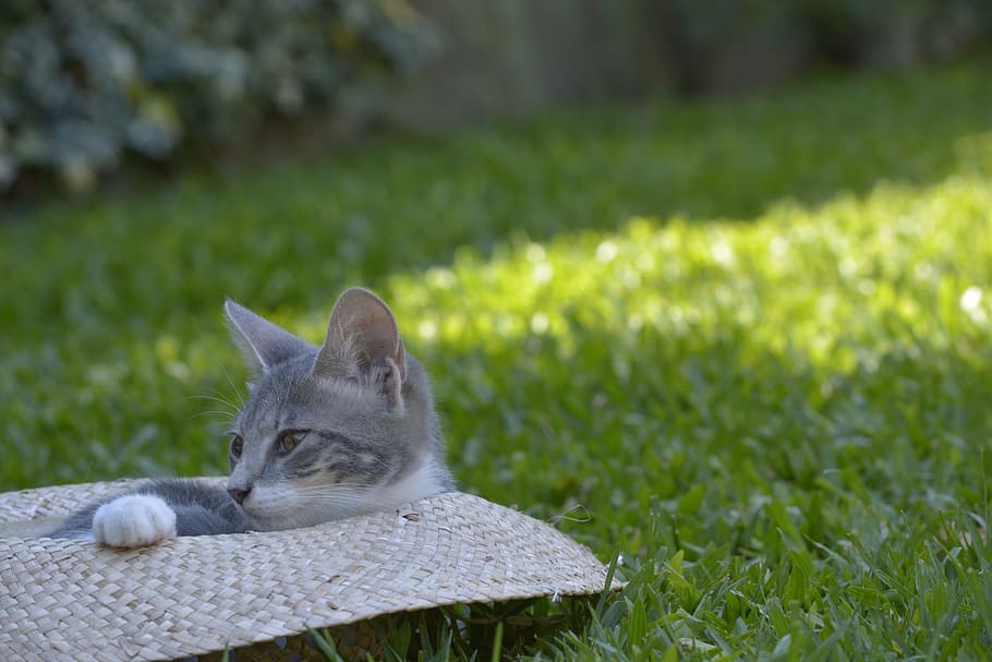 Pets, Cat, Rest, grass, one animal, animal themes, outdoors HD wallpaper