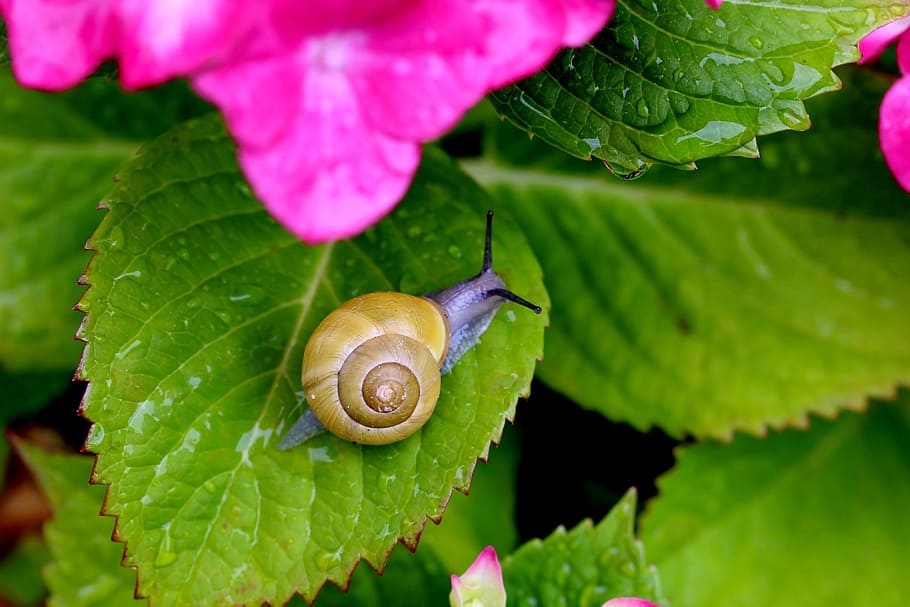 purple snail in leaf, macro, nature, slow, one animal, fragility HD wallpaper