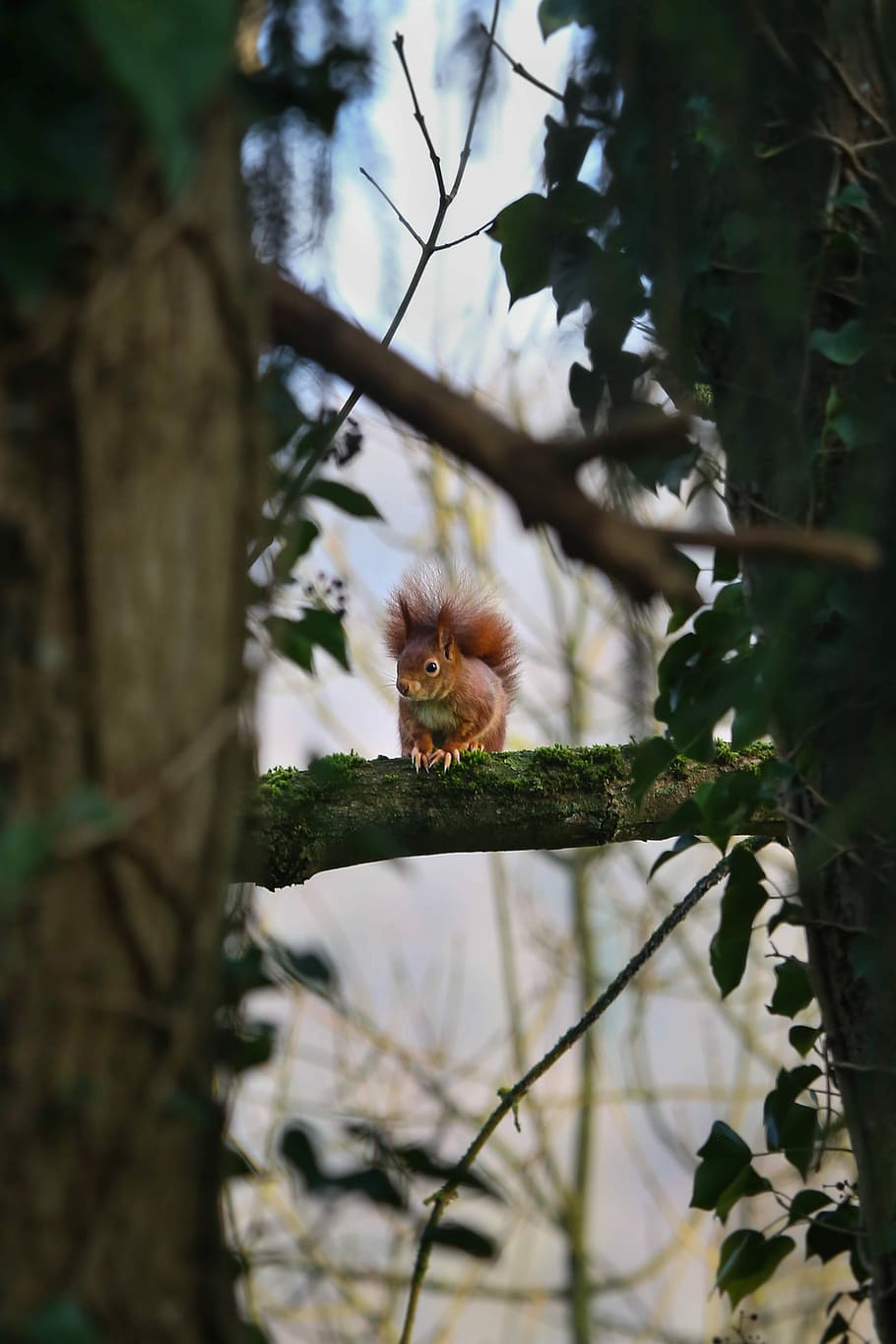 brown squirrel on the tree branch, brown squirrel on tree branch HD wallpaper