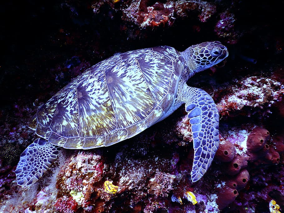 Underwater Photography of Brown Sea Turtle, animal, aquarium, HD wallpaper