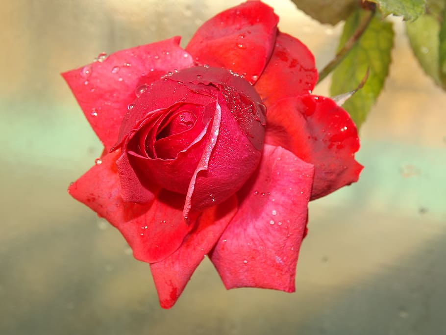 rose, red, dew, flower, petals, drops, water, flowering plant HD wallpaper