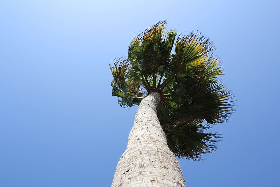 Palm, Tree, Beach, Summer, palmtree, landscape, island, nature HD wallpaper