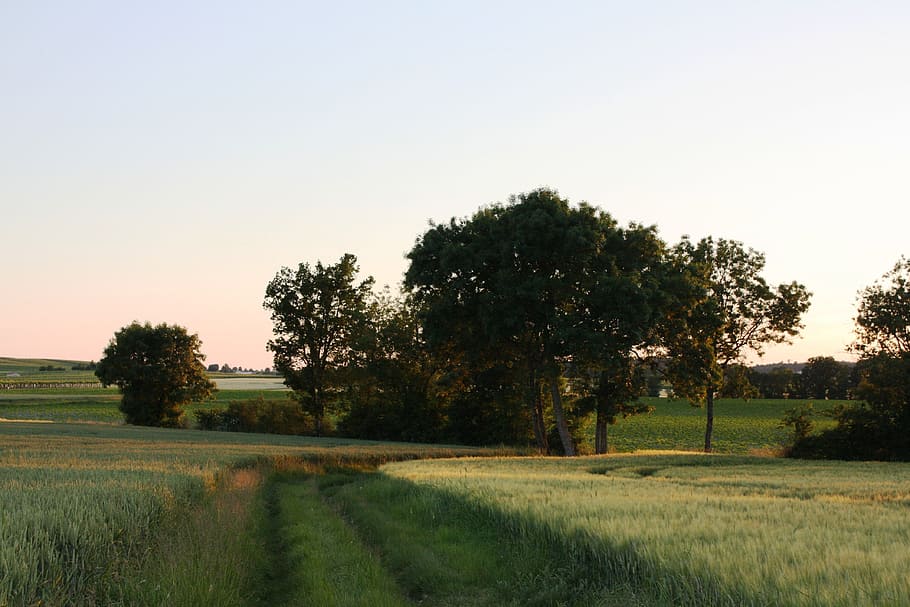 charente, vines, village, plant, tree, sky, landscape, field HD wallpaper