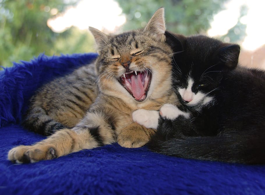 cat, animals, pet, stretch, domestic Cat, pets, cute, feline HD wallpaper