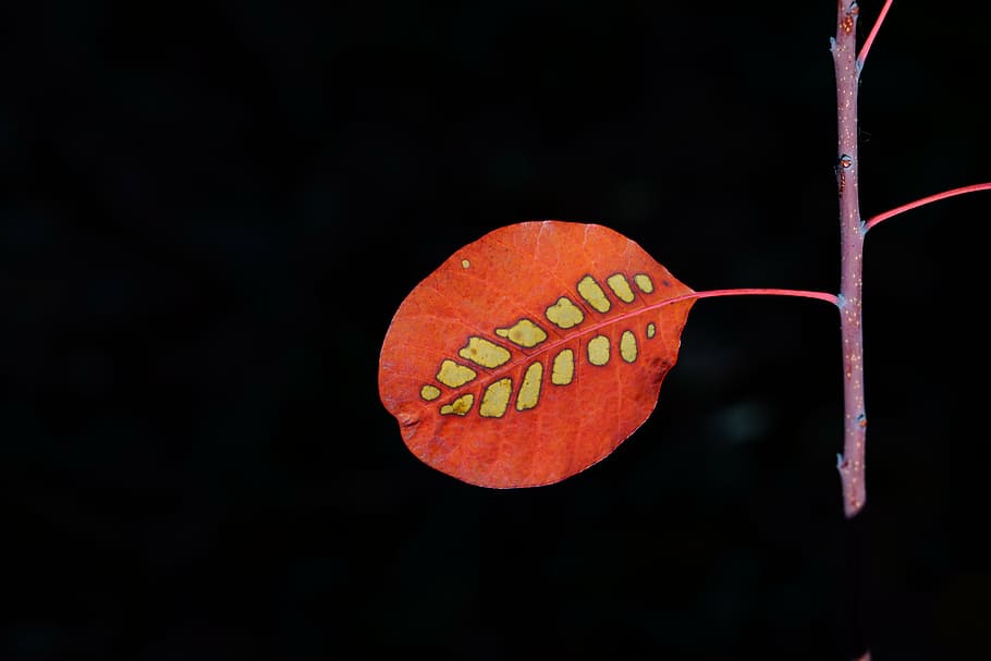 leaf, wig brush, autumn leaf, leaves, fall foliage, red, pattern, HD wallpaper