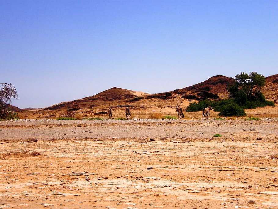 oryx, herd, desert, shade, tree, shelter, heat, sun, namibia HD wallpaper