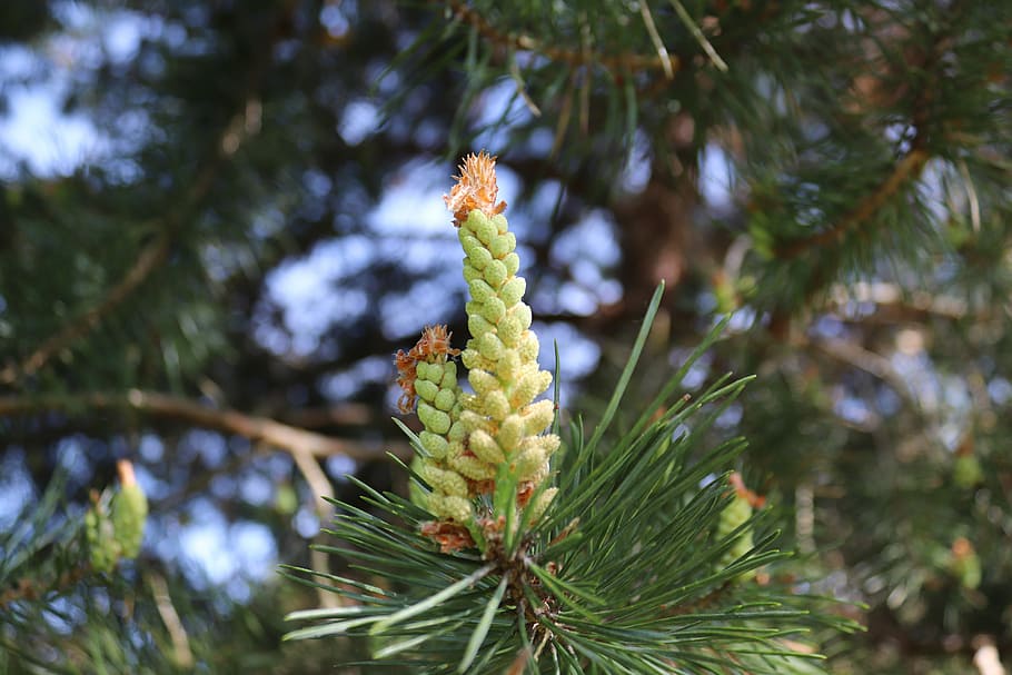 tree, needle, pine, pine cones, young, spring, tap, nature HD wallpaper