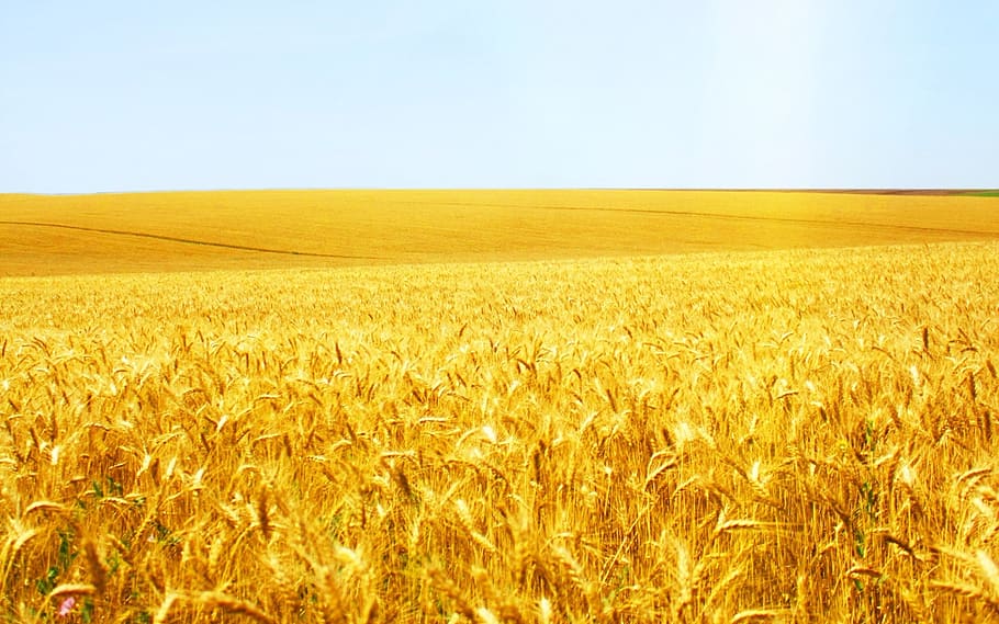 wheat, cereal, crop, bread, pasture, cereal plant, agriculture HD wallpaper