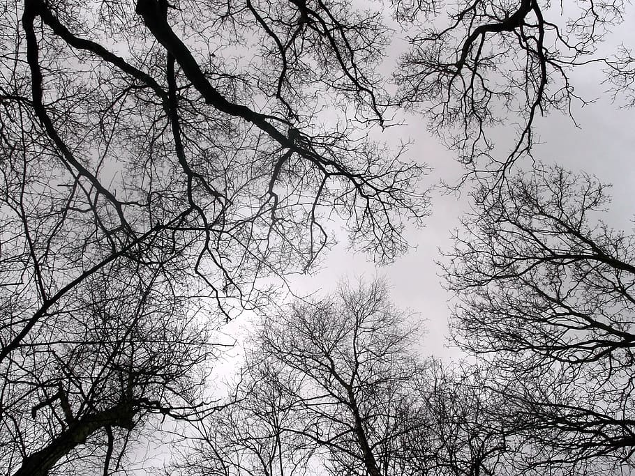 trees, winter, nature, branch, low angle view, plant, sky, bare tree HD wallpaper
