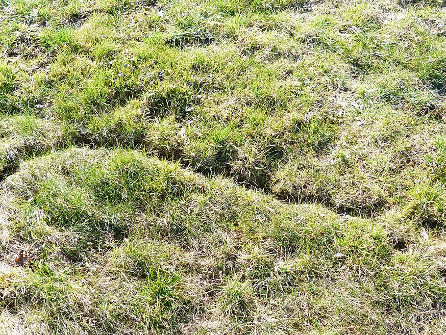 mouse path, meadow, trace, away, mouse speed, animal path, animal track HD wallpaper