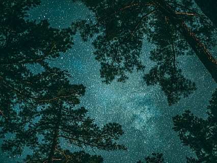green leafed trees during nighttime, photography of trees under stargazers HD wallpaper