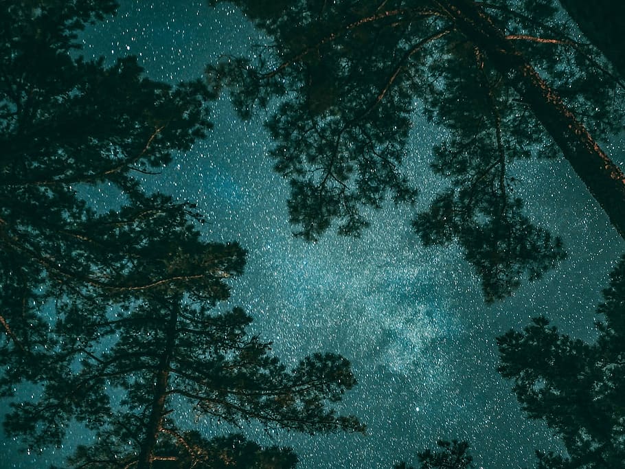 green leafed trees during nighttime, photography of trees under stargazers HD wallpaper