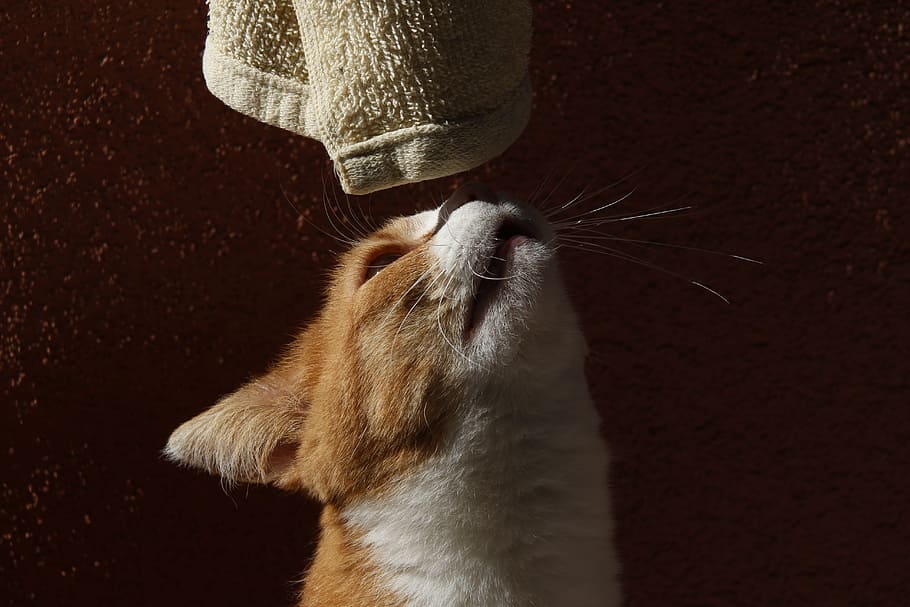 cat, curious, towel, sniff, one animal, animal themes, no people HD wallpaper