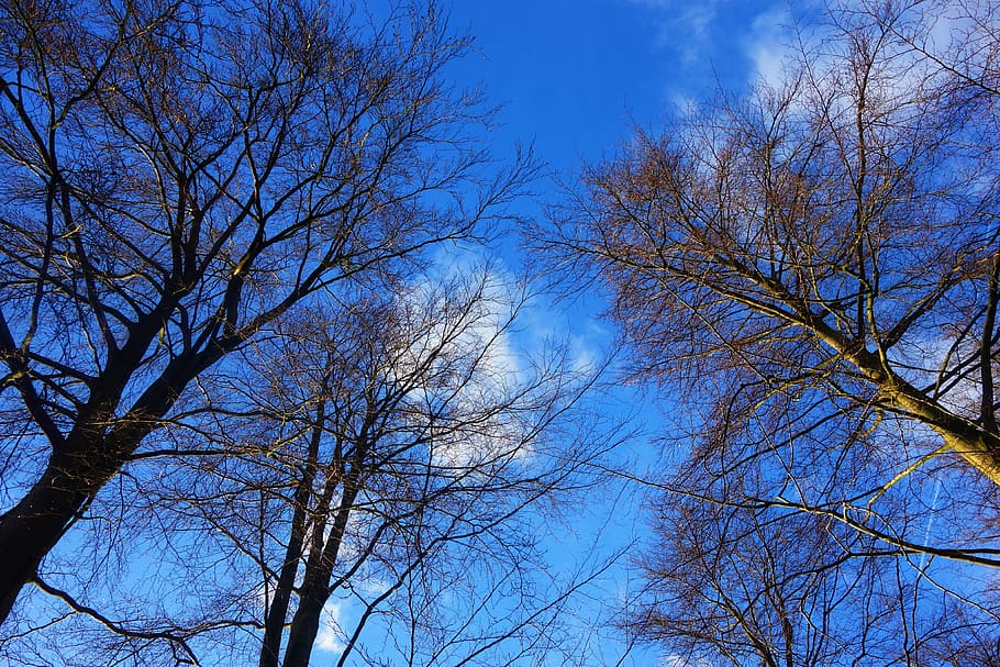 brown trees, tree top, branch, bare branch, tangle, winter tree HD wallpaper