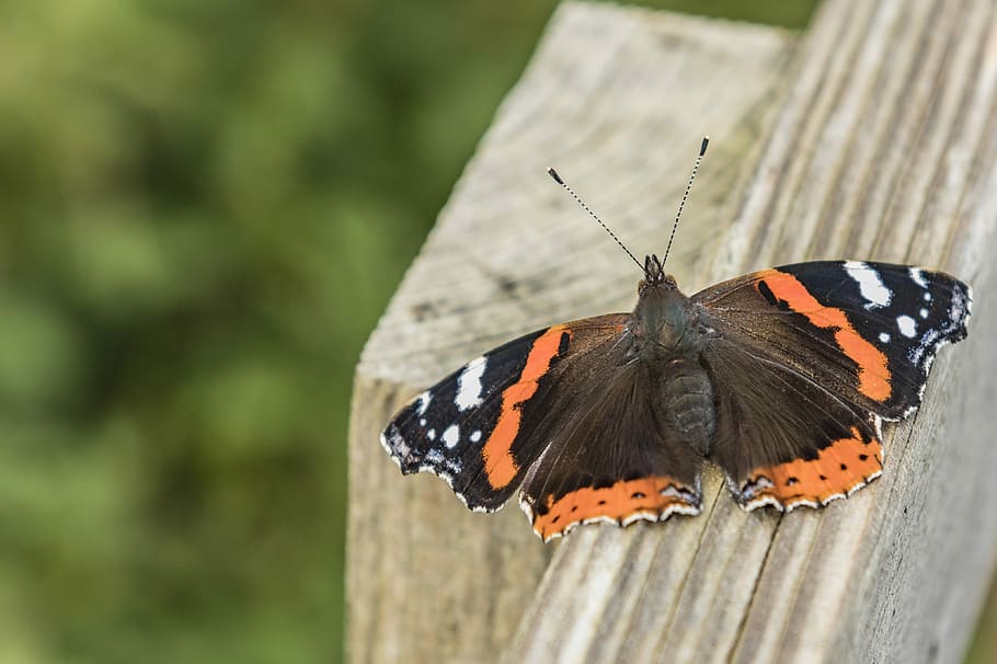 nature, butterfly, insect, wing, summer, animal themes, invertebrate HD wallpaper