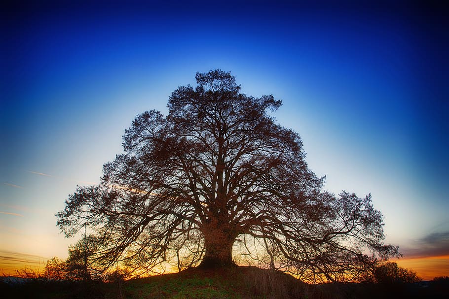 green trees during golden hour, nature, landscape, dawn, sky HD wallpaper