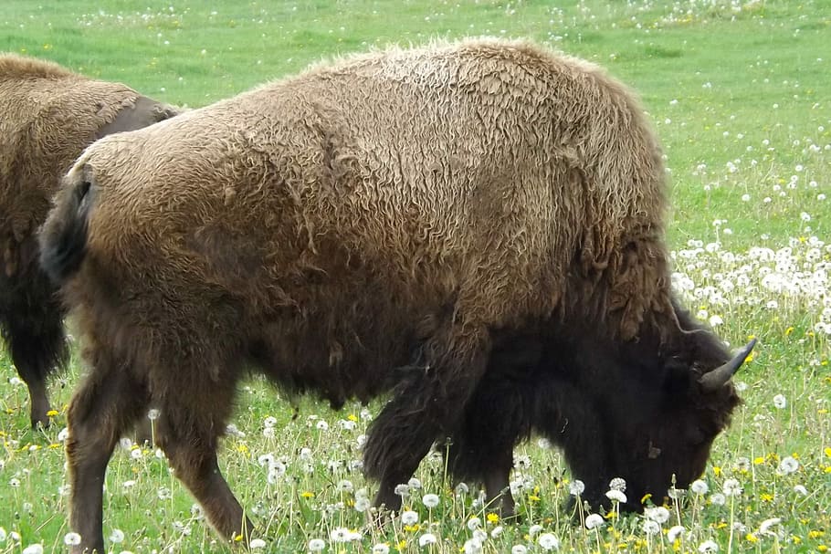 Buffalo, Bison, Western, West, Plains, american, wild, animal HD wallpaper