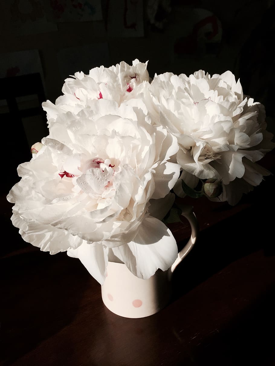 peony, flower, white, flowering plant, petal, white color, beauty in nature HD wallpaper