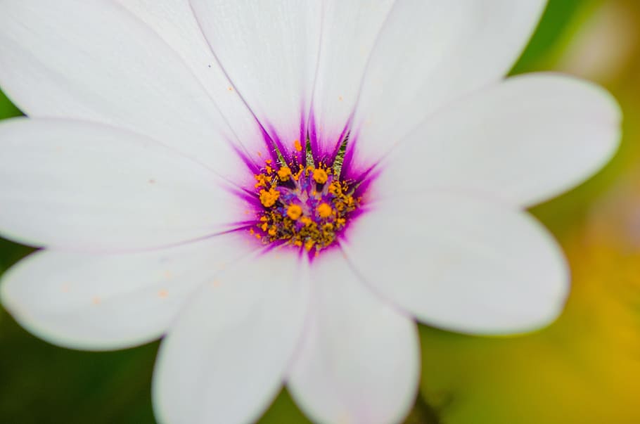 Flower, Pollen, Pollinated, Violet, nature, spring, faye, petals HD wallpaper